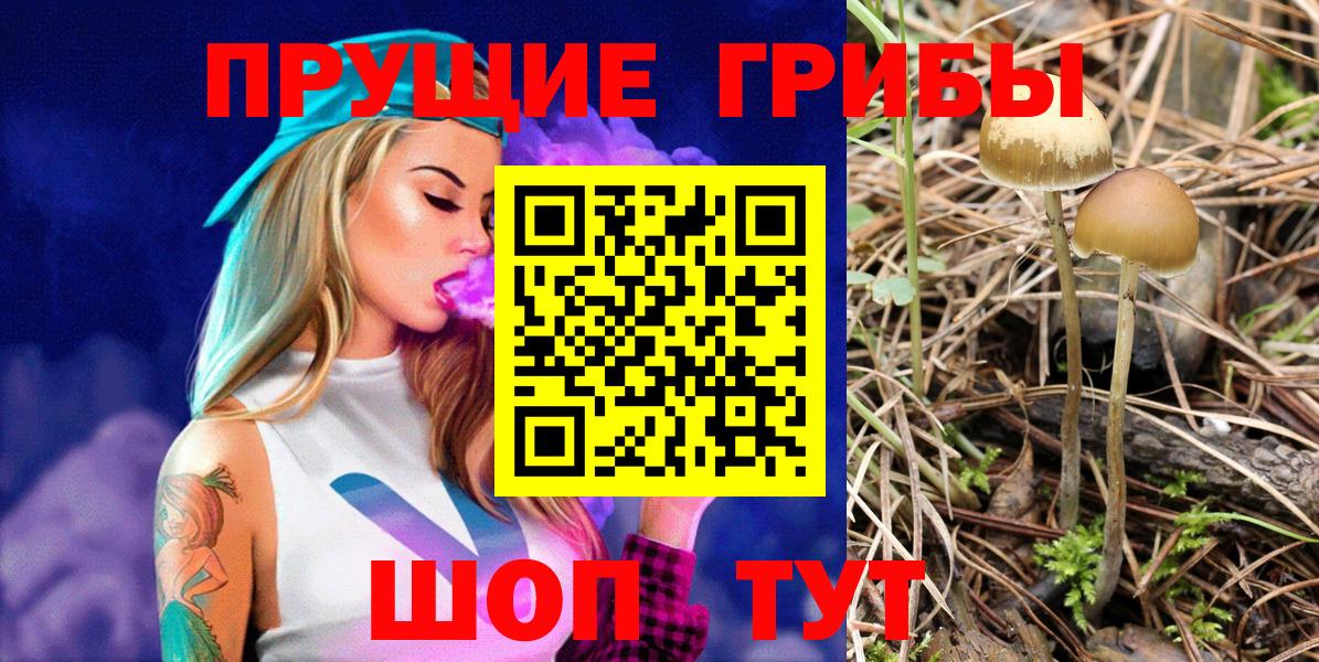 Псилоцибиновые грибы Psilocybe Сердобск